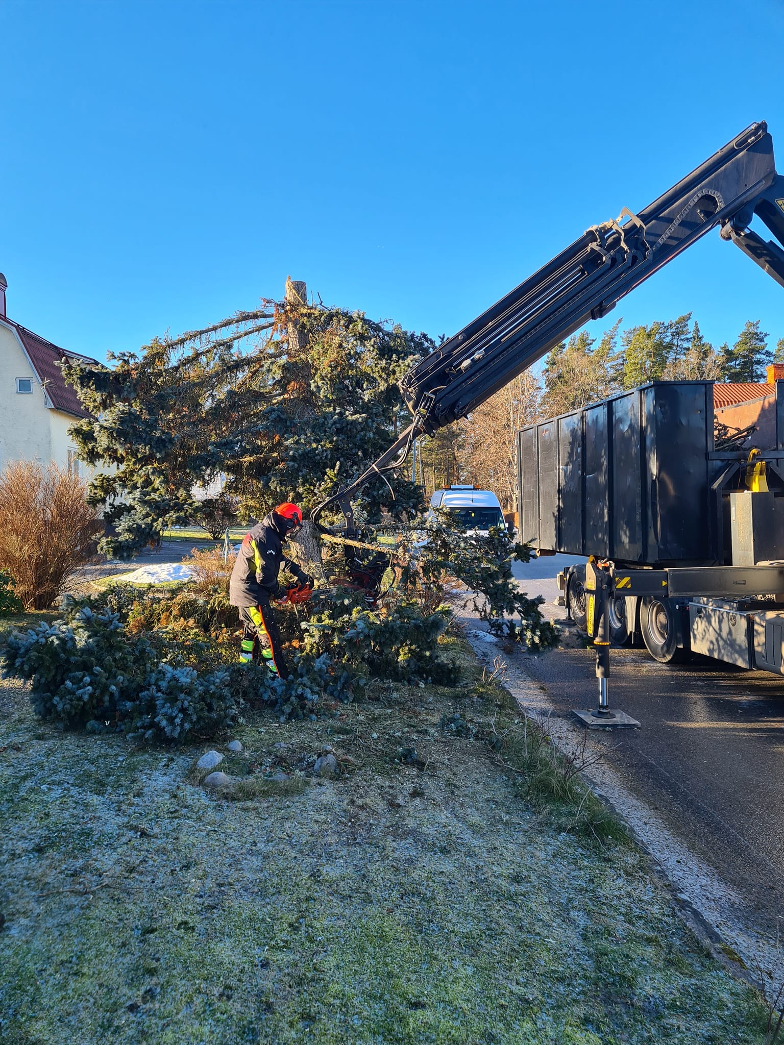 Bortforsling efter trädfällning